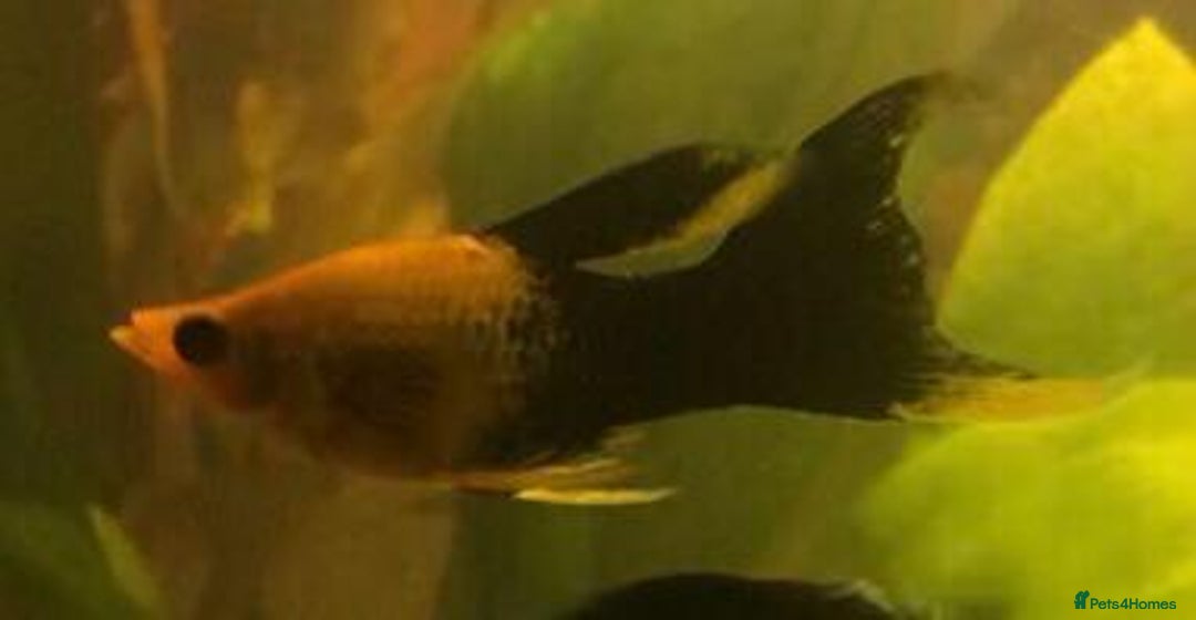 Other/Mixed Breed fish for sale: All fish sold individually for 10£ (info below) - Image 10
