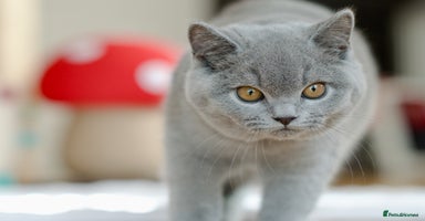British Shorthair cats - Advert 11