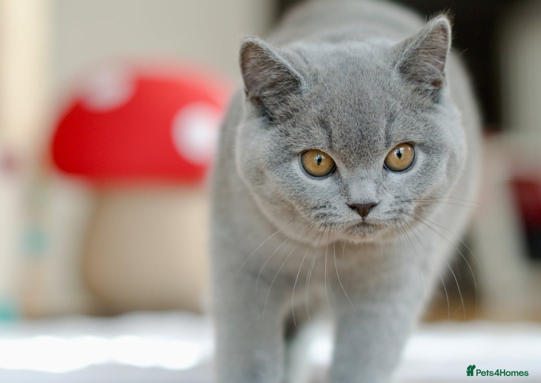 British Shorthair cats for sale: Beautiful blue girl 😻 - Image 3