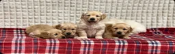 Golden Retriever dogs for sale: GORGEOUS GOLDEN RETRIEVER PUPPIES  in Carmarthen - Advert 18