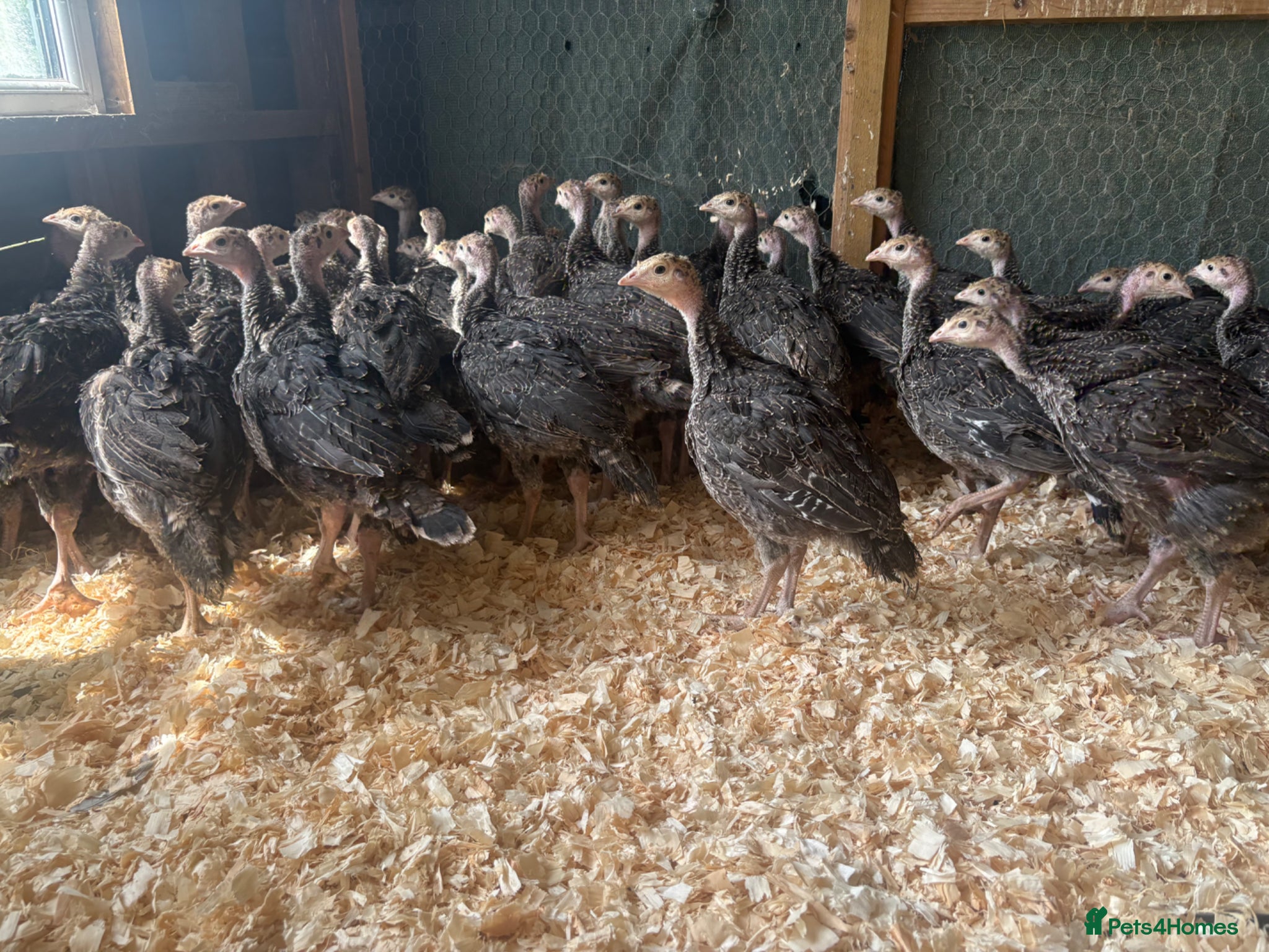 Turkeys poultry Norfolk bronze turkey poults - Advert 1