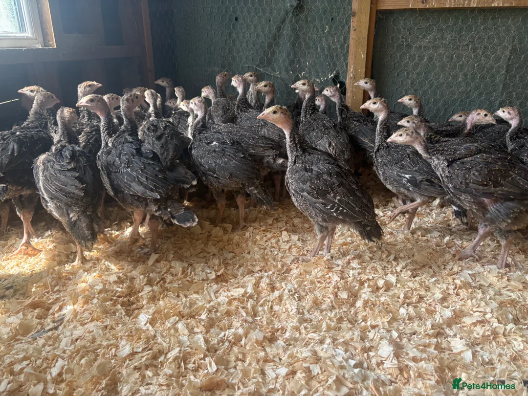 Turkeys poultry for sale: Norfolk bronze turkey poults - Advert 1