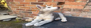 Shepsky 3