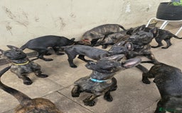 Belgian Shepherd Dog dogs for sale: Dutch Pure Bred Shepherd Puppies  - Image 12
