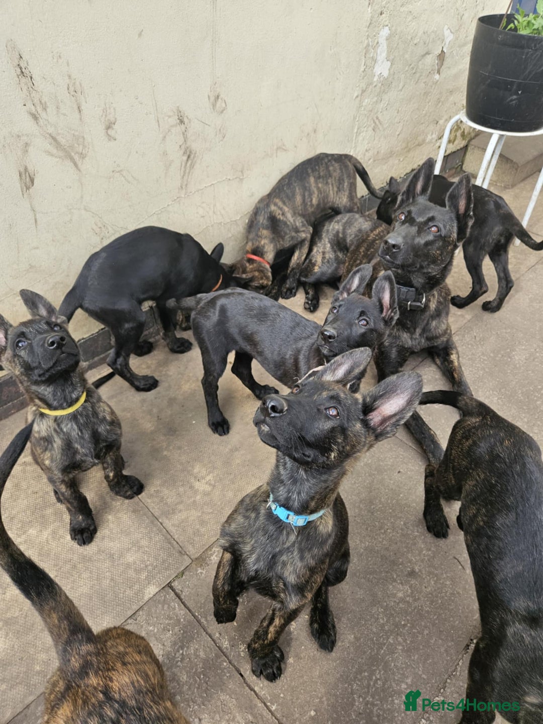 Belgian Shepherd Dog dogs for sale: Dutch Pure Bred Shepherd Puppies  - Image 12