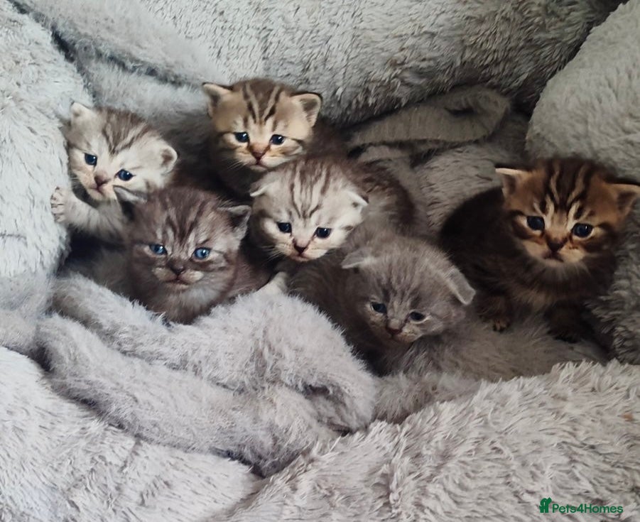 Scottish Fold cats 😘Luxury Scottish fold - Advert 1