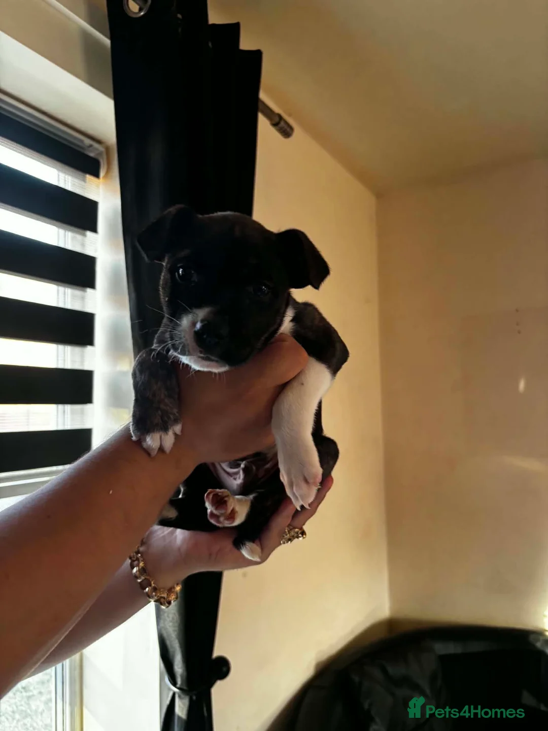 Staffordshire Bull Terrier dogs for sale: Blue staffy puppies - Advert 2