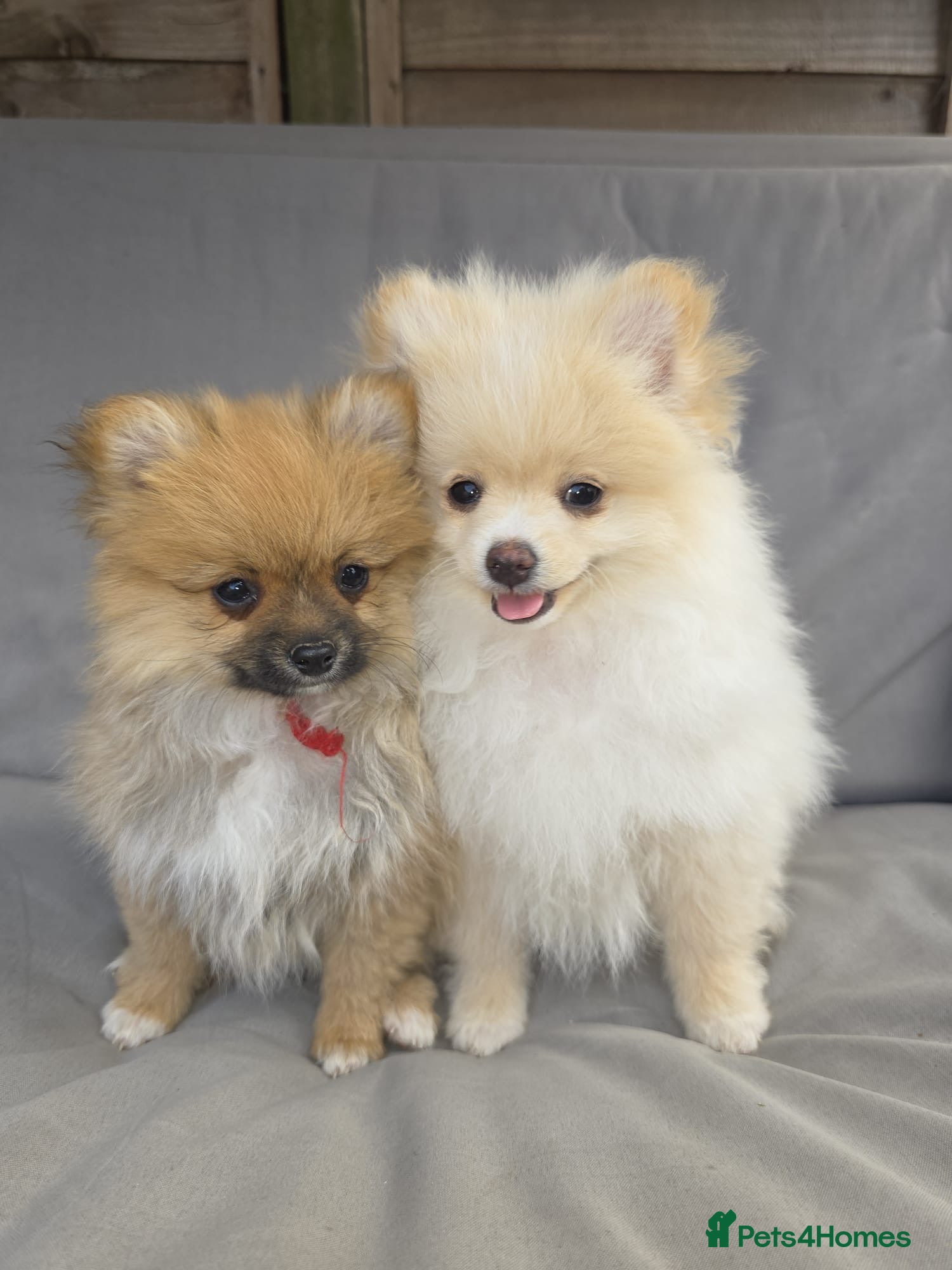 Pomeranian dogs Pomeranian Puppies - Advert 8