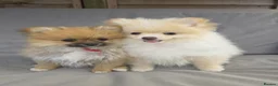 Pomeranian dogs for sale: Pomeranian Puppies - Advert 1
