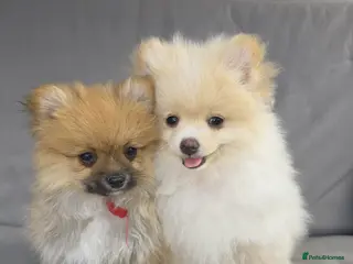 Pomeranian dogs Pomeranian Puppies - Advert 8