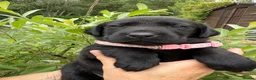 Labrador Retriever dogs for sale: Beautiful KC Black Labrador Retriever Puppies  - Advert 16
