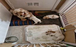 Cocker Spaniel dogs for sale: KC registered Orange Roan Cocker Spaniels - Image 5