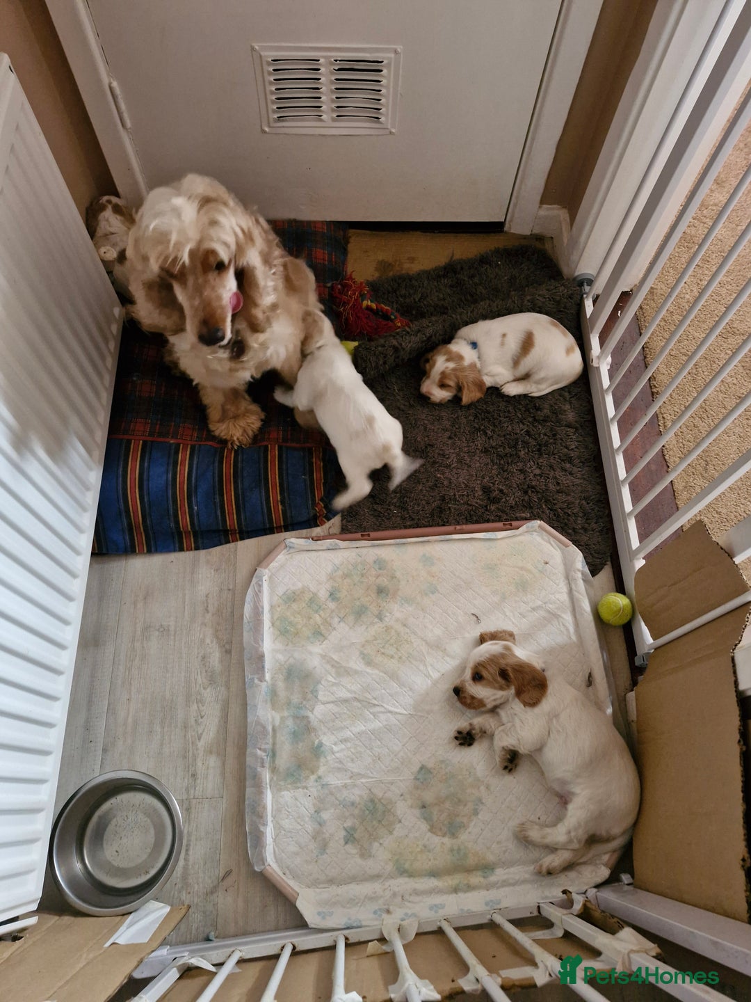 Cocker Spaniel dogs for sale: KC registered Orange Roan Cocker Spaniels - Image 5