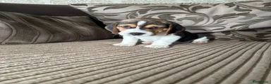 Beagle Puppy 3