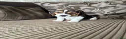 Beagle dogs for sale: Beautiful Beagles(ready now) - Advert 38