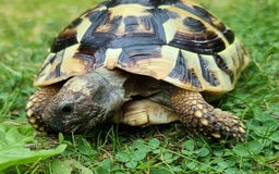 Tortoise reptiles for sale: Testudo Hermanni -tortoise for sale 7 years old - Image 7