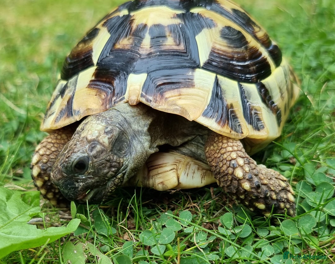 Tortoise reptiles for sale: Testudo Hermanni -tortoise for sale 7 years old - Image 7