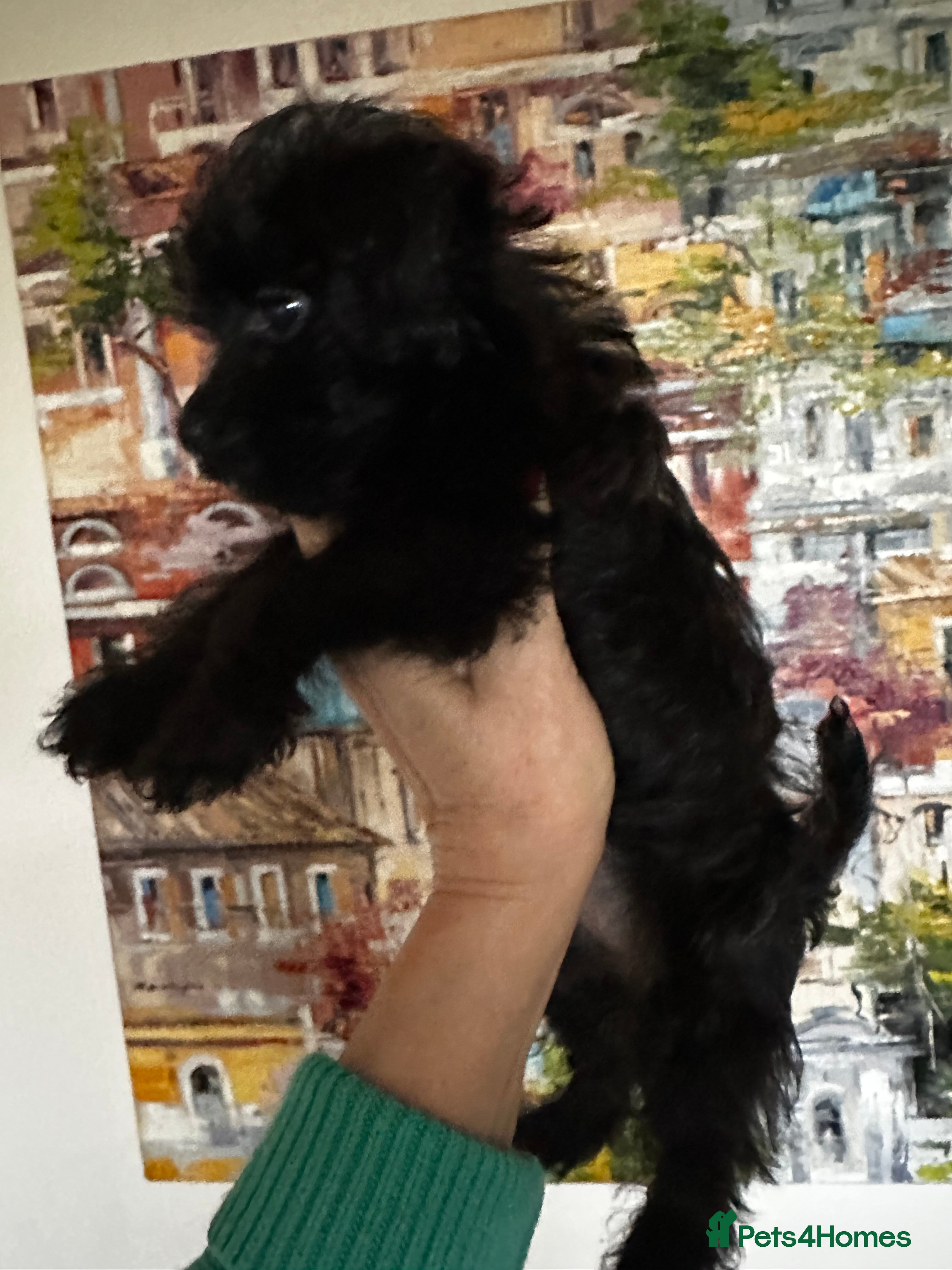 Yorkiepoo dogs Toy poodle cross puppy-vaccinated  - Advert 1