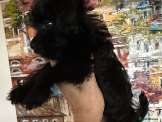 Yorkiepoo dogs Toy poodle cross puppy-vaccinated - Advert 1