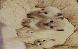 Ragdoll cats for sale: ♥️Beautiful Ragdoll Kittens ❤️😻😻😻 - Image 2