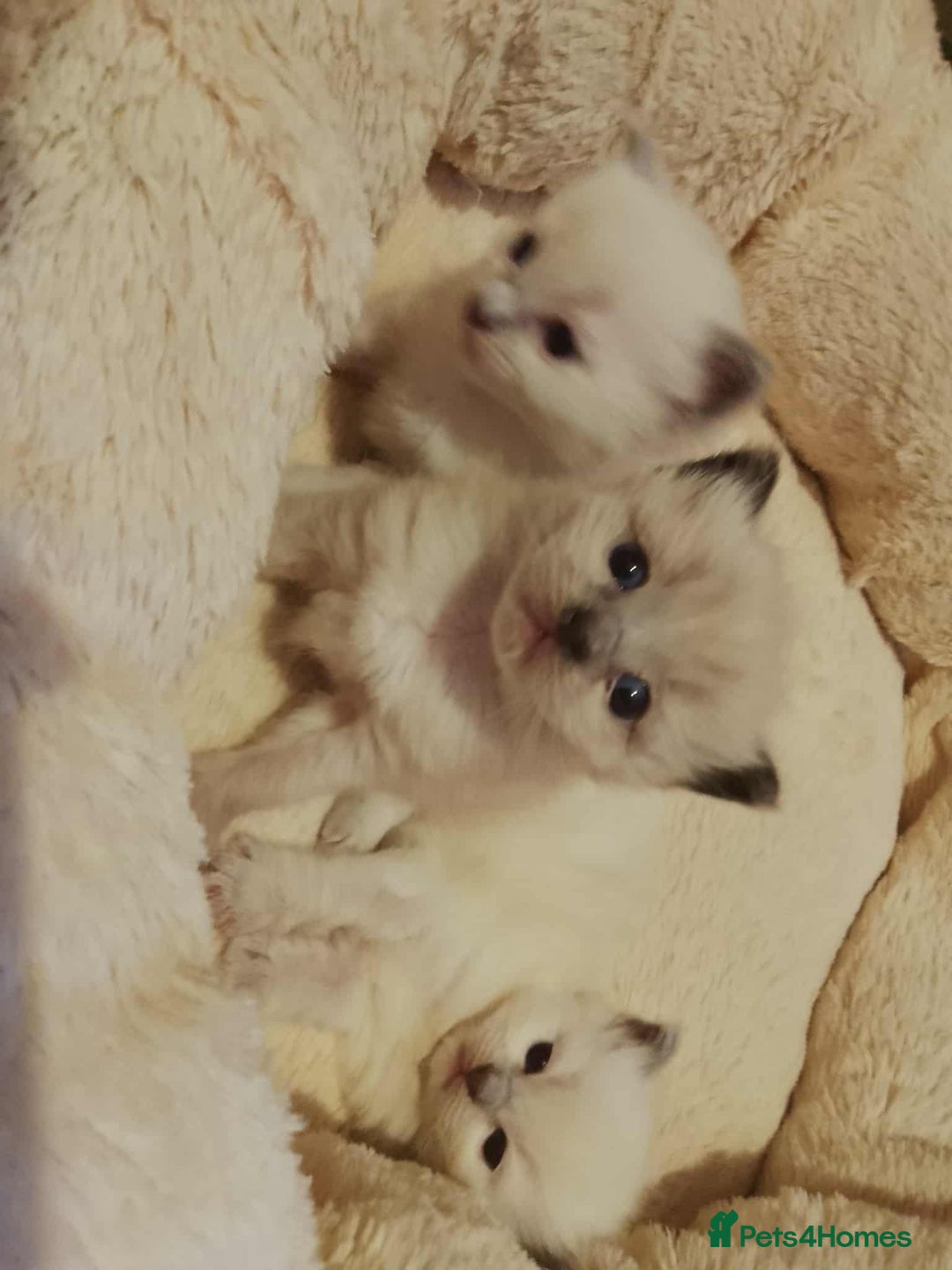 Ragdoll cats for sale: ♥️Beautiful Ragdoll Kittens ❤️😻😻😻 - Image 2