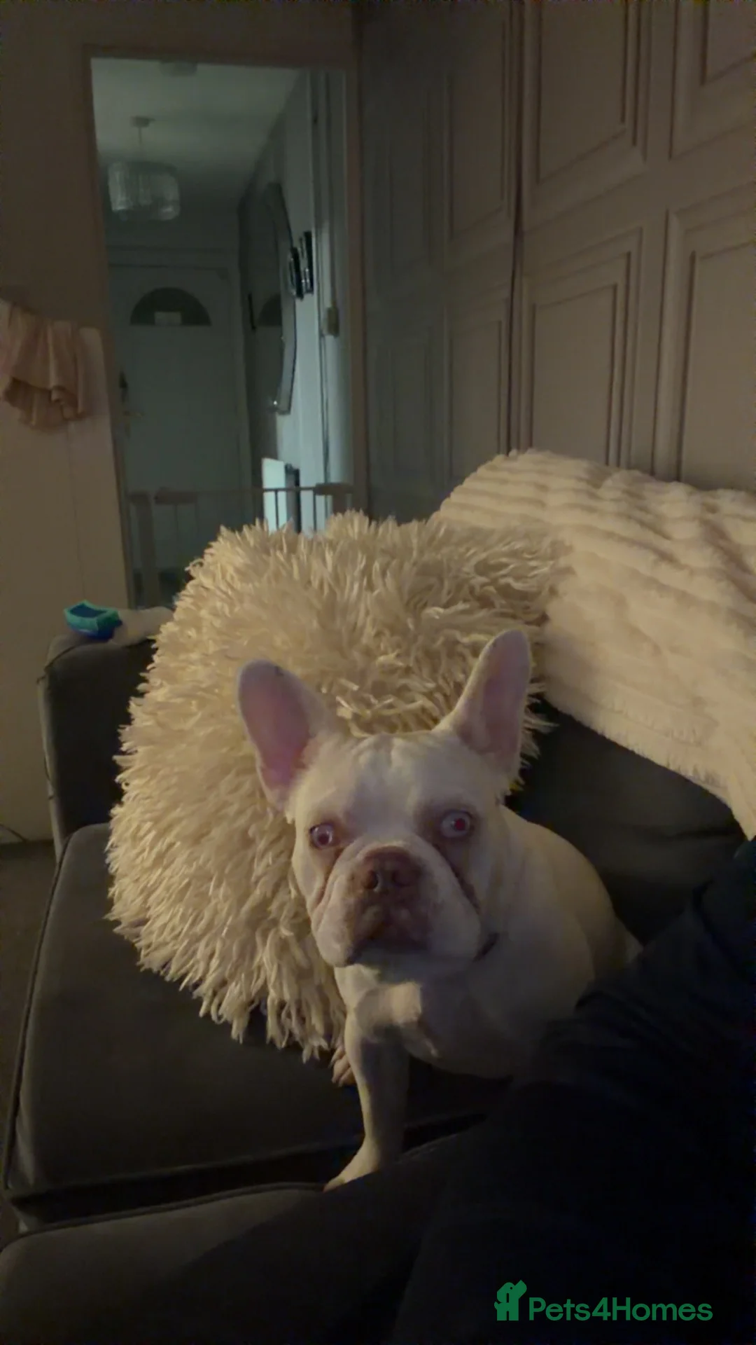 French Bulldog dogs for sale: Belle FRENCH BULLDOG in Weston-super-Mare - Advert 2