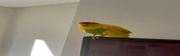Parakeets birds for sale: Pika the kakariki for sale  - Advert 5
