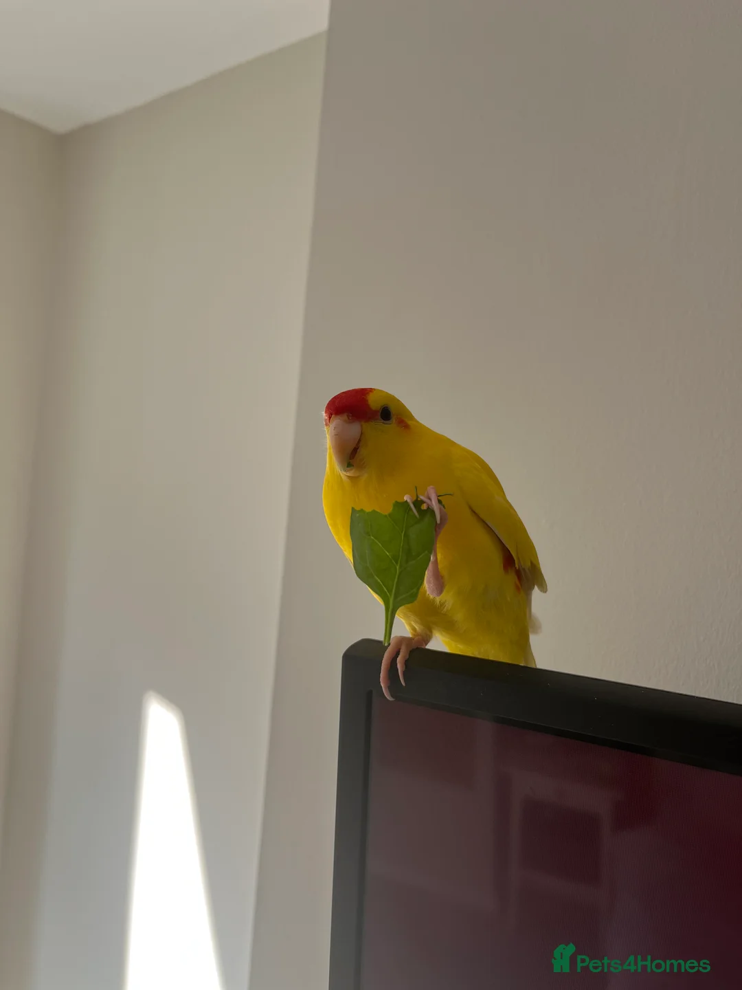 Parakeets birds for sale: Pika the kakariki for sale  - Advert 5