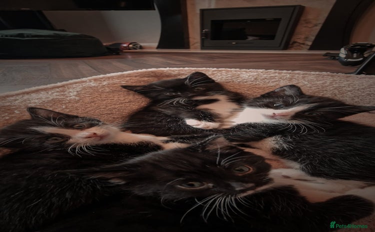 Mixed Breed cats for sale - Advert 1