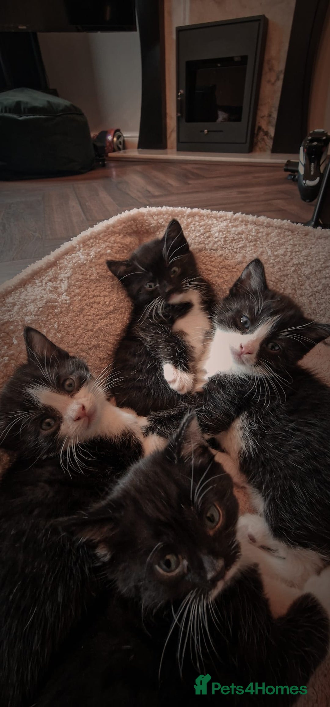 Mixed Breed cats for sale: 4 GORGEOUS BLACK AND WHITE KITTENS - Image 1