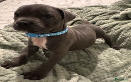 Staffordshire Bull Terrier dogs for sale: Stunning KC Blue Staffordshire Bull Terrier Pups - Image 27