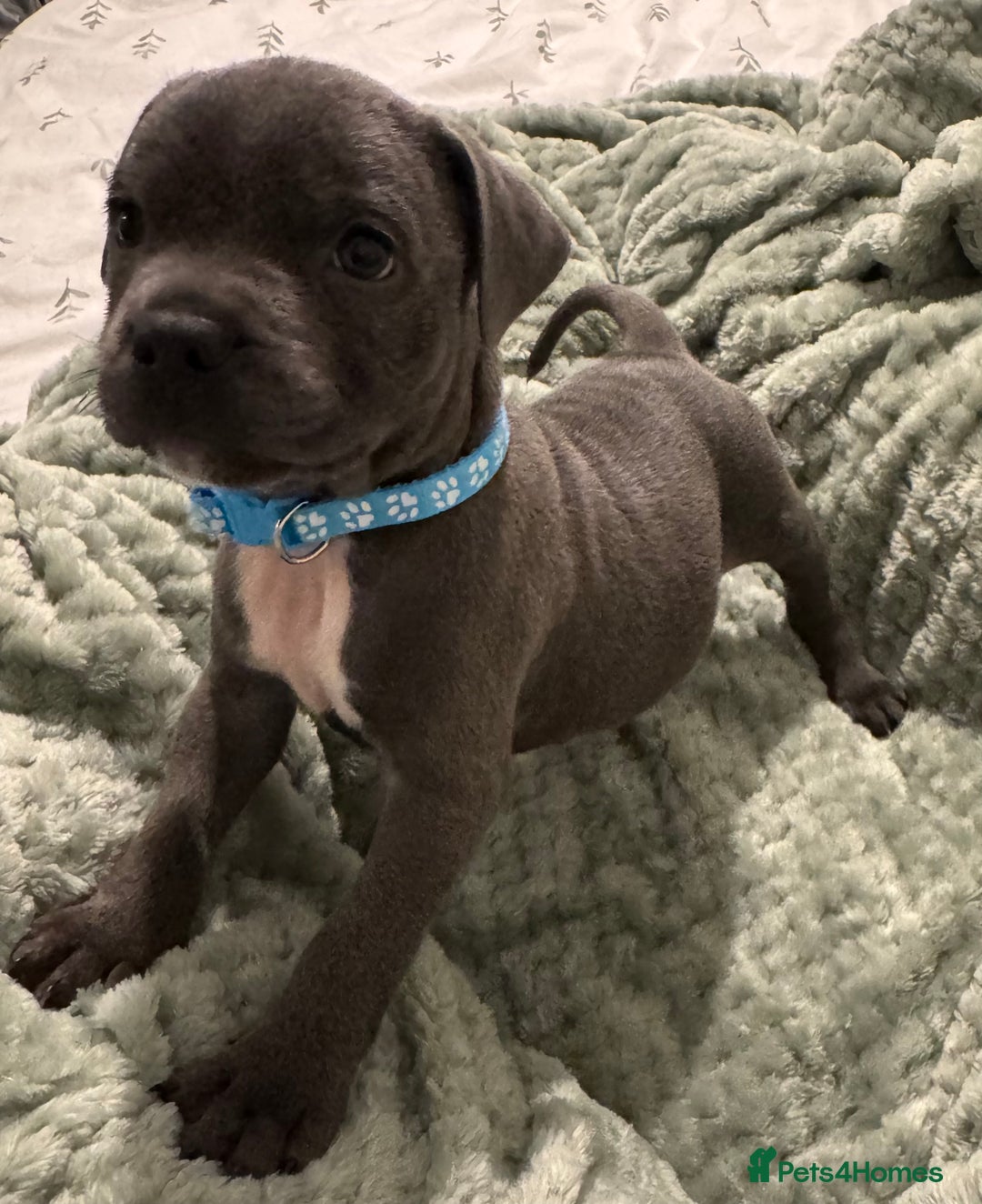 Staffordshire Bull Terrier dogs for sale: Stunning KC Blue Staffordshire Bull Terrier Pups - Image 27