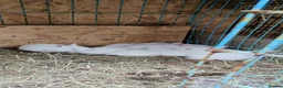 New Zealand rabbits for sale: New Zealand white rabbits - Advert 3