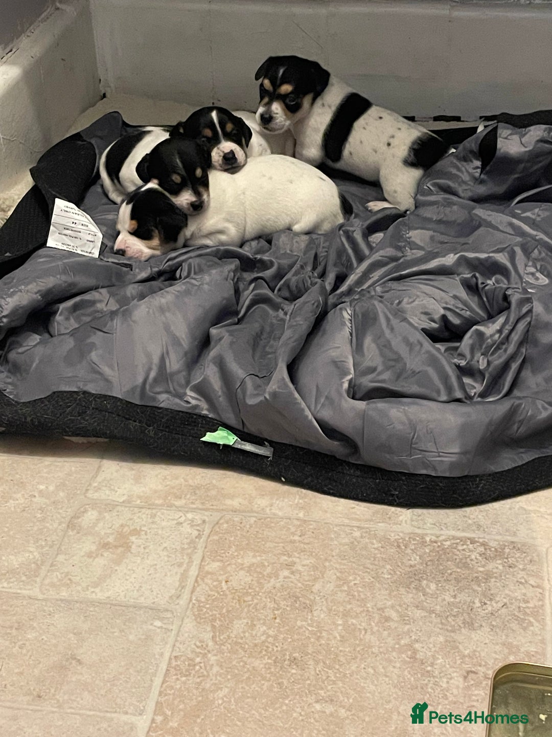 Jack Russell dogs for sale: Jack russell puppies - Image 5