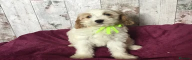 Mixed Breed 1