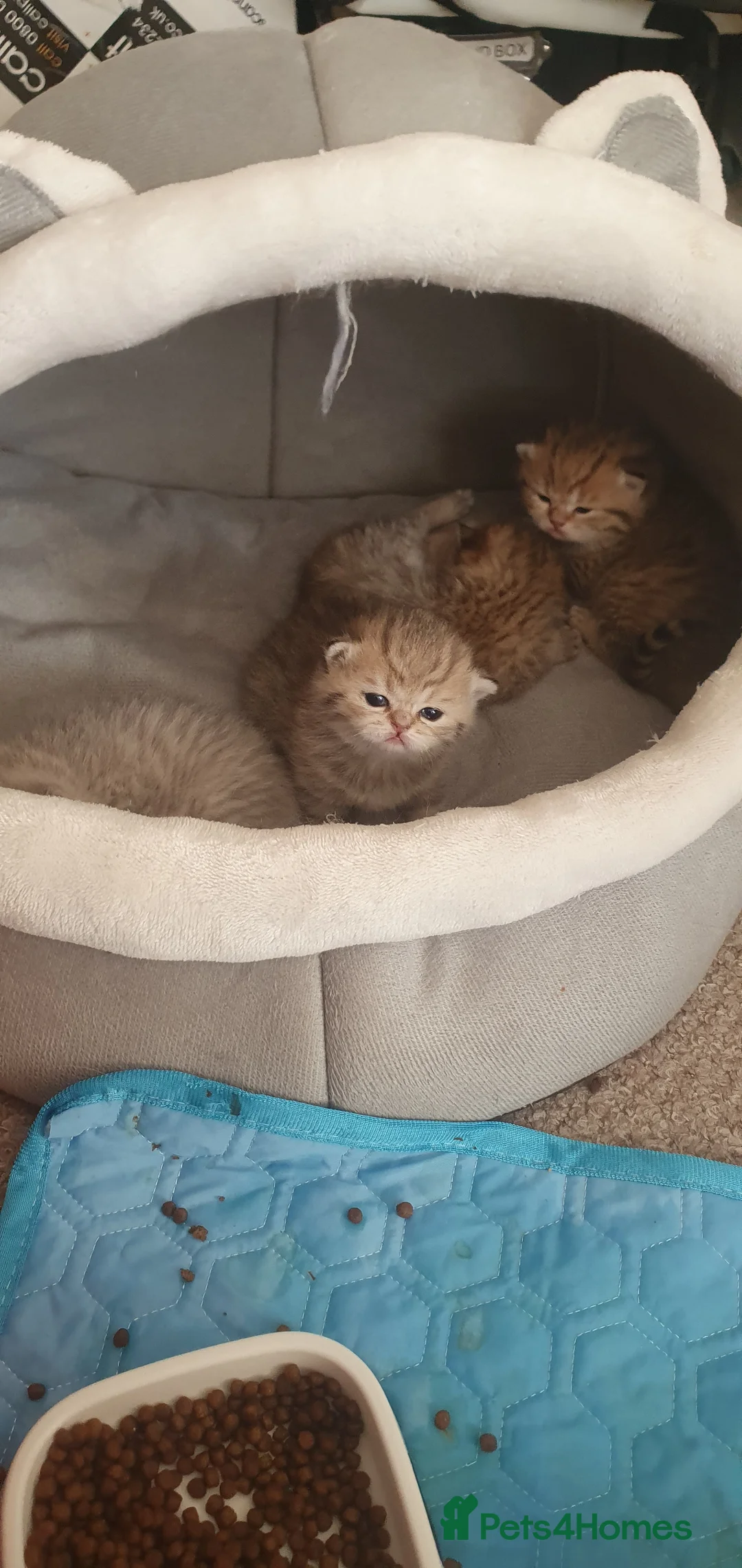 British Shorthair cats for sale: British Shorthair Blue & Black Golden Spotted 😻😻 - Advert 2