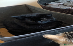 Mixed Breed cats for sale: 9 year old black cat - Image 2