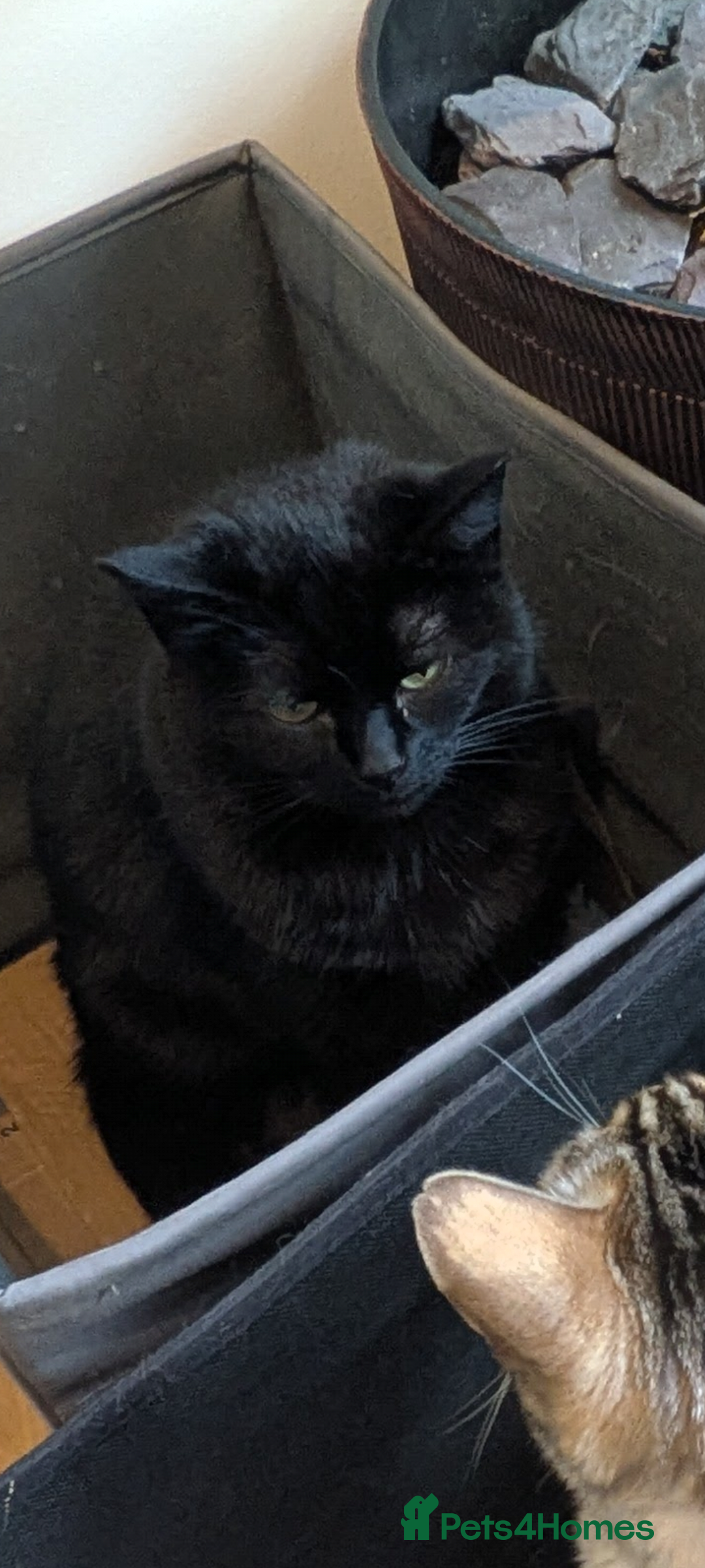 Mixed Breed cats for sale: 9 year old black cat - Image 2