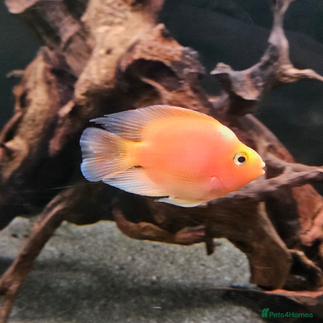 Cichlids fish for sale: Parrots Severum Jack dempsey  - Advert 2