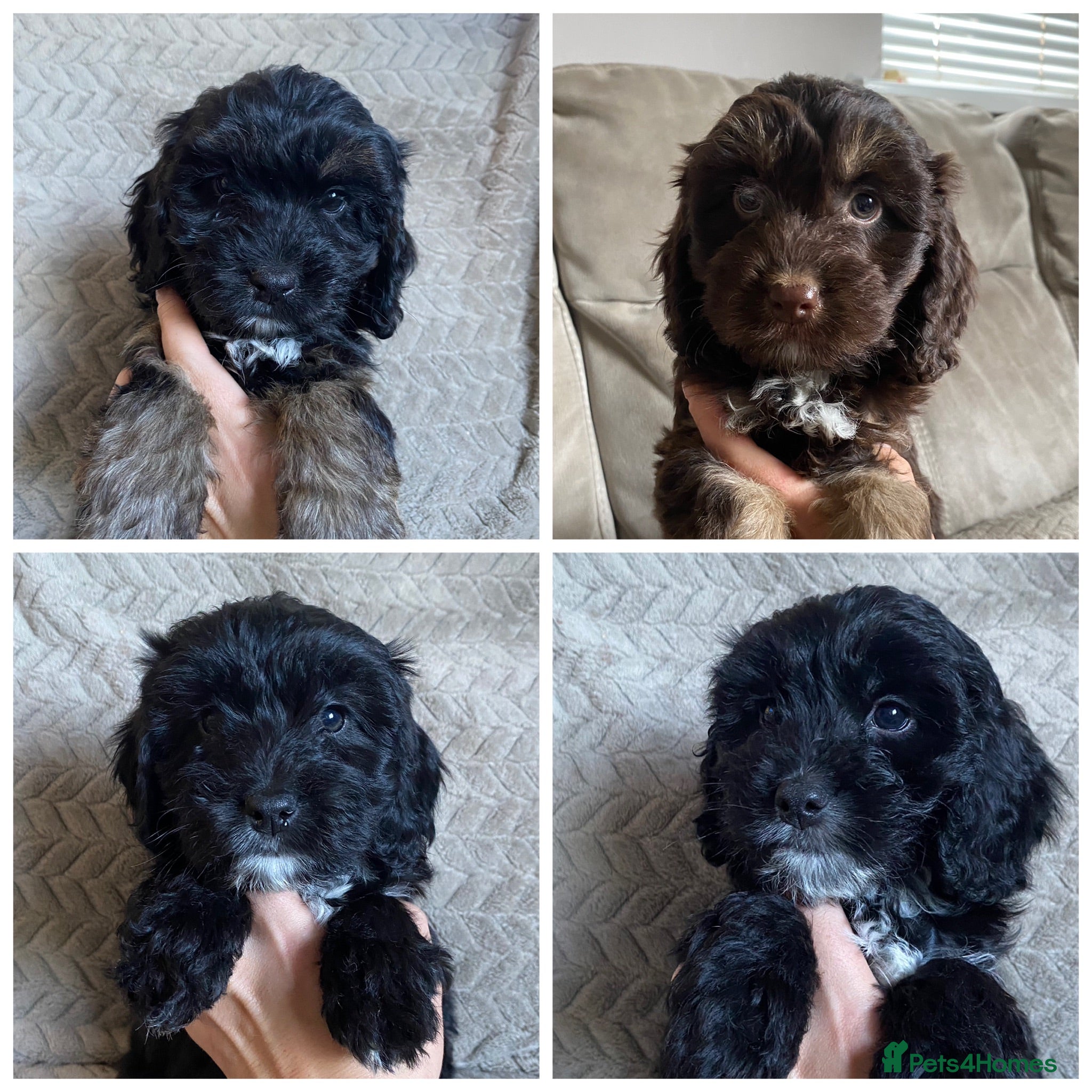 Cockapoo dogs F1 Cockapoo puppies  - Advert 3