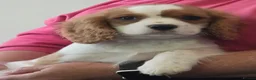 Cavalier King Charles Spaniel dogs for sale: Friendly and playful Cavalier Puppies - Advert 12