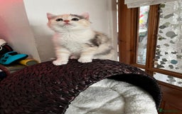 British Shorthair cats for sale: TICA reg British SH and LH kittens Ready Now - Image 16