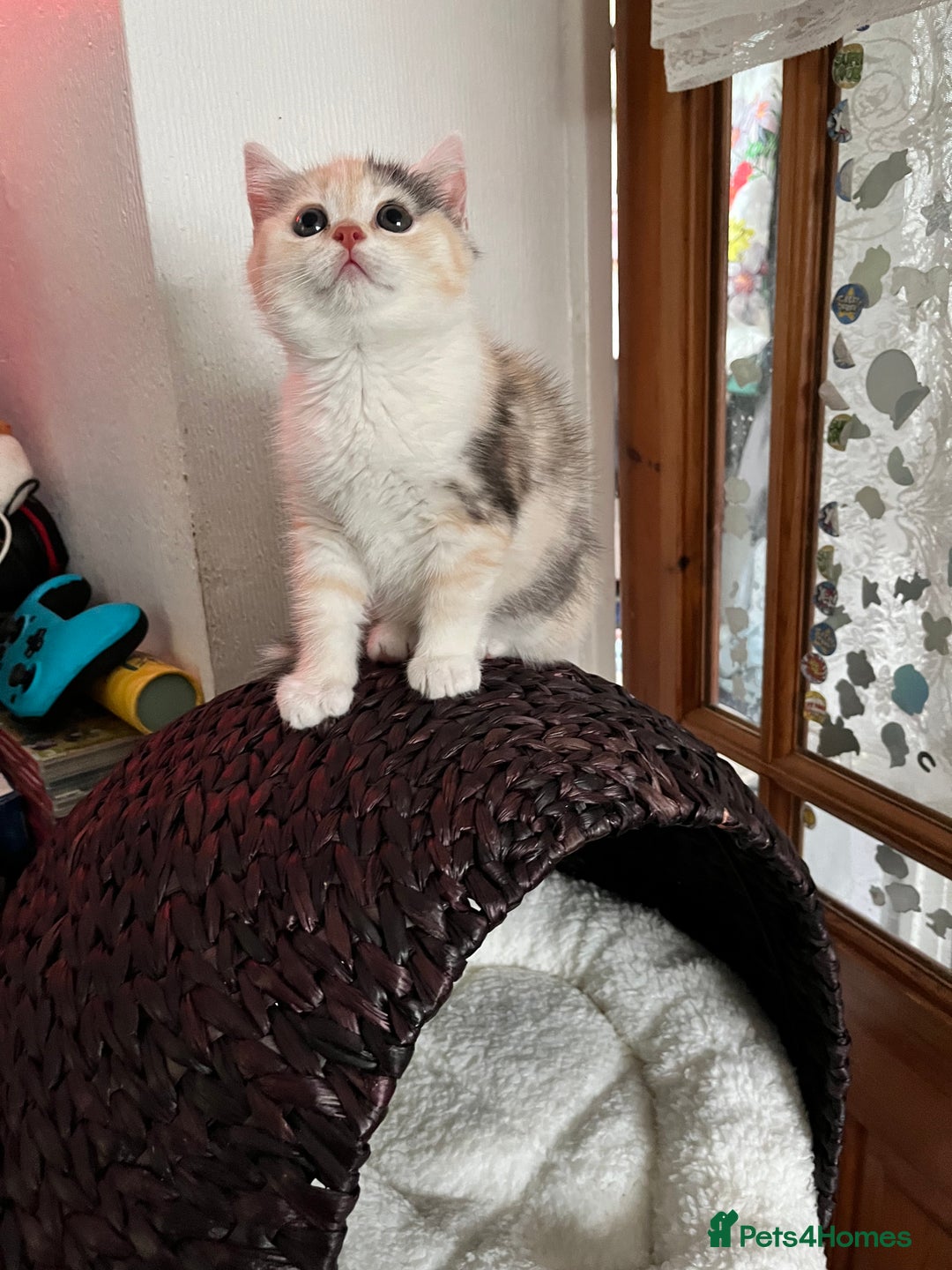 British Shorthair cats for sale: TICA reg British SH and LH kittens Ready Now - Image 16