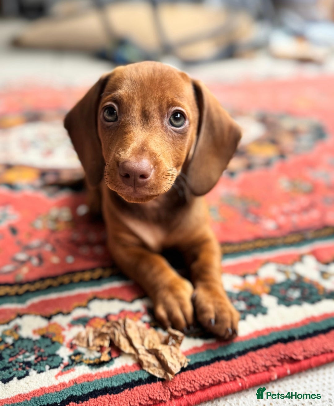 Dachshund dogs for sale: Beautiful puppies of standard dachshund  - Image 16