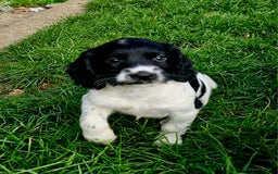 English Springer Spaniel dogs for sale: KC Registered English Springer Spaniels  - Image 5