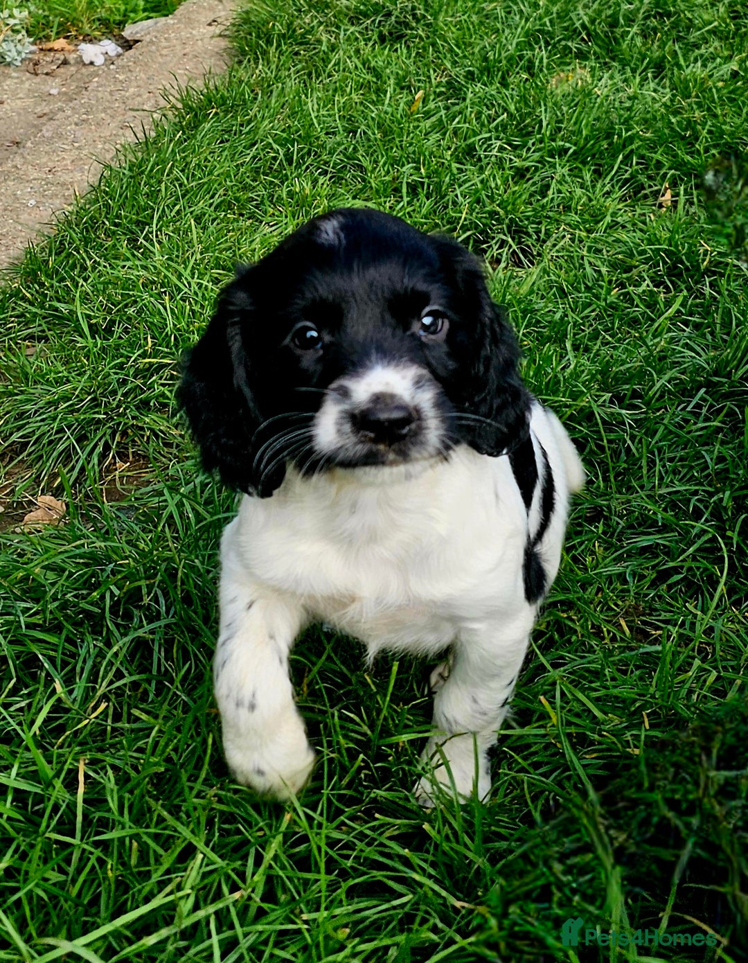 English Springer Spaniel dogs for sale: KC Registered English Springer Spaniels  - Image 5