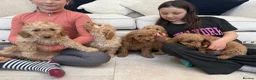 Labradoodle dogs for sale: Stunning miniature multigen labradoodle puppies - Advert 15