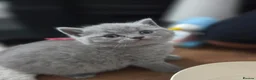 British Shorthair cats for sale: Gorgeous Pure British Shorthair Teddy Bear Kittens - Advert 23