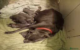 Staffordshire Bull Terrier dogs for sale: Solid blues SBT - Image 2