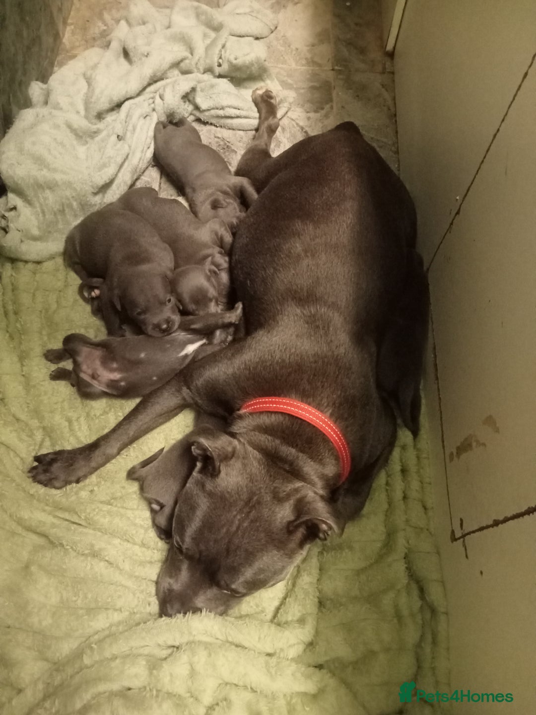 Staffordshire Bull Terrier dogs for sale: Solid blues SBT - Image 2
